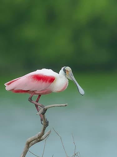 Roseate spoonbill, Smith Oaks Sanctuary, Bolivar Peninsula, High Island, Texas Animals Print